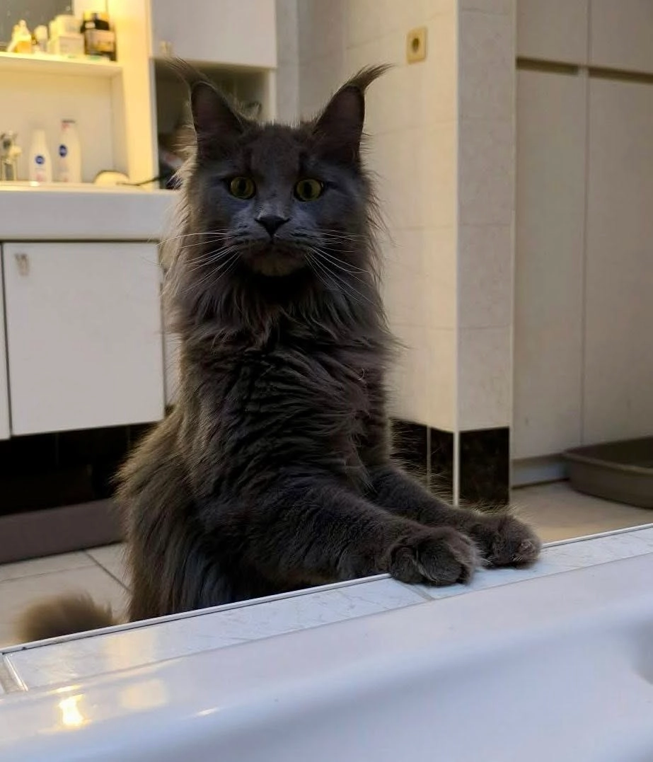 Altesse - Maine Coon femelle