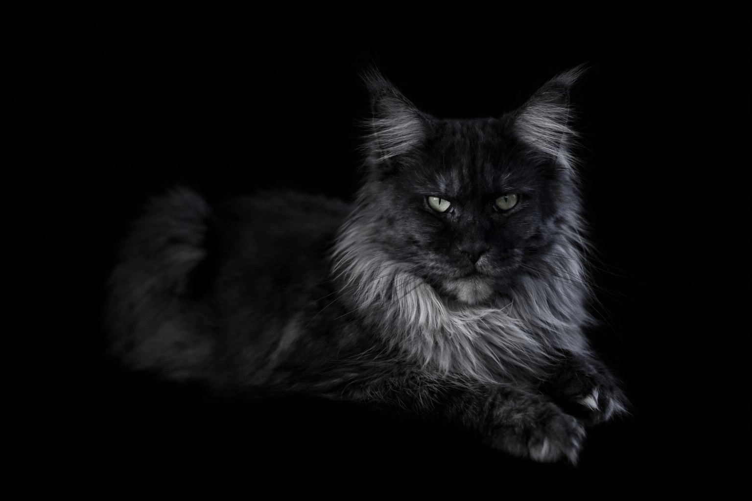 Vaiana - Maine Coon femelle