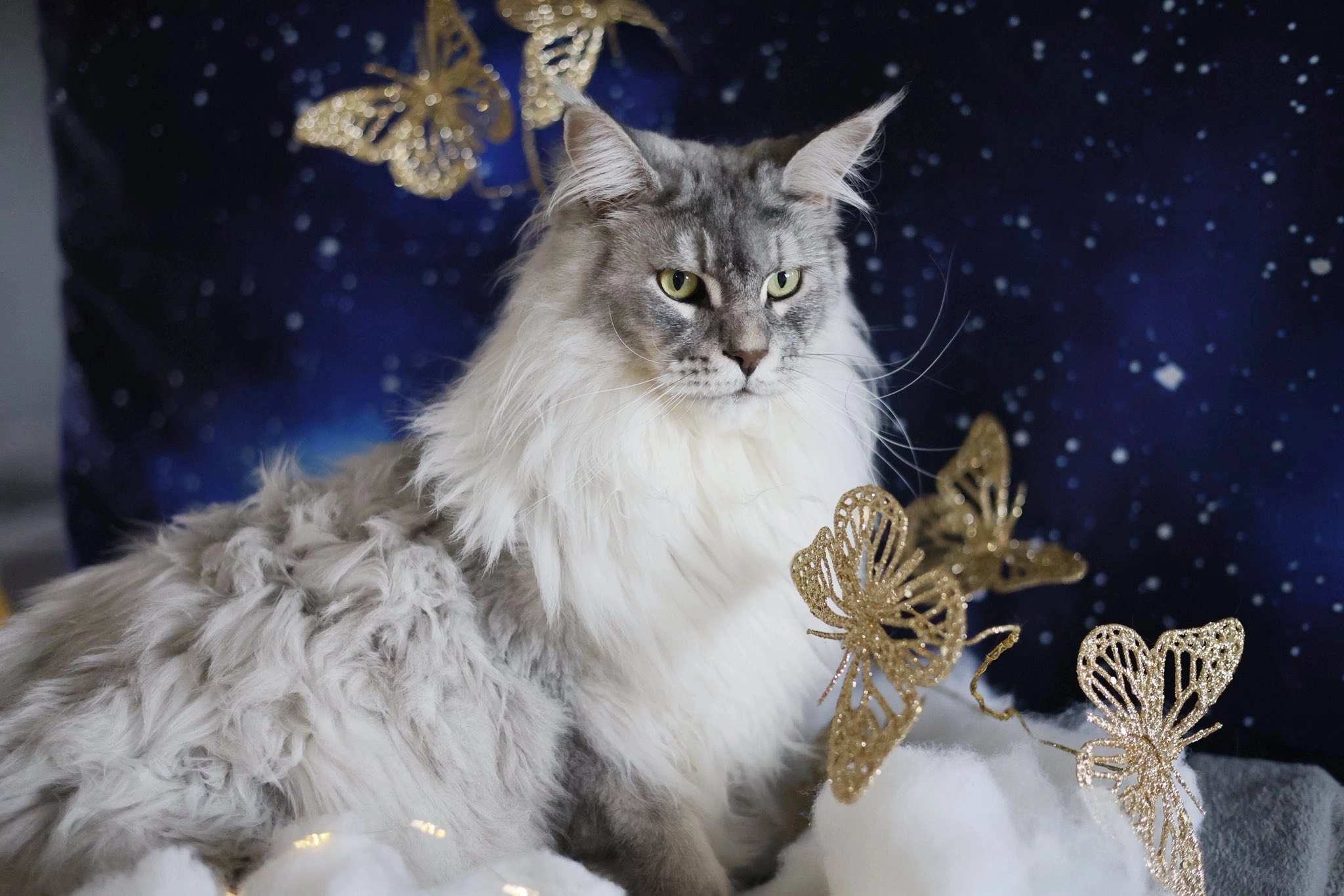 Woody - Maine Coon mâle